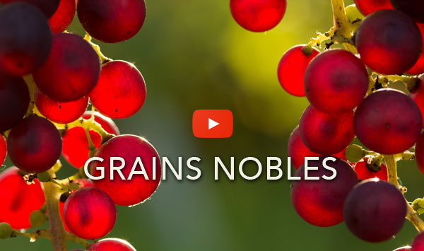 Youtube Ksàng 5 Grains nobles Rheinberger Cussy-en-Morvan